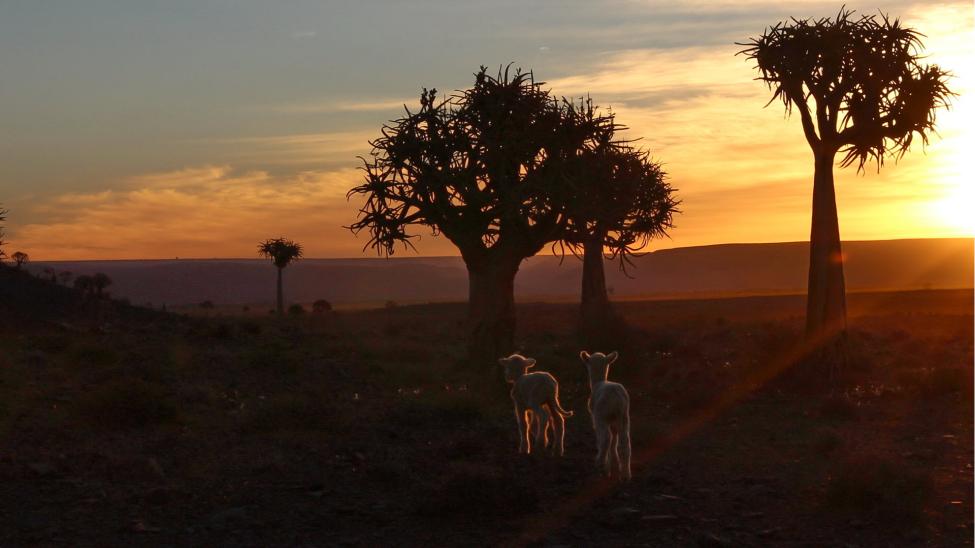 Quiver Tree Forest, Gannabos, Nieuwoudtville (by Andre Stander)
